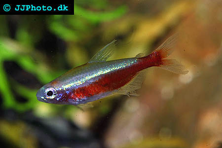 Tetras
