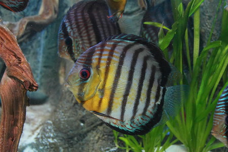 Discus