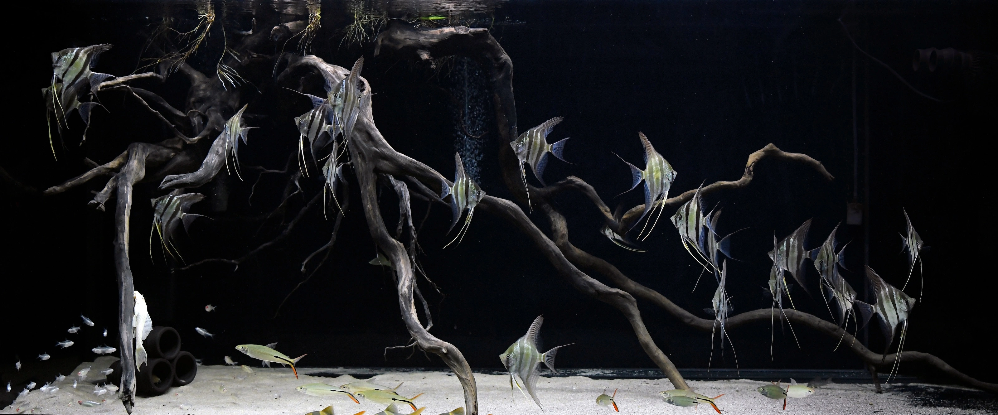 Aquarium fish background